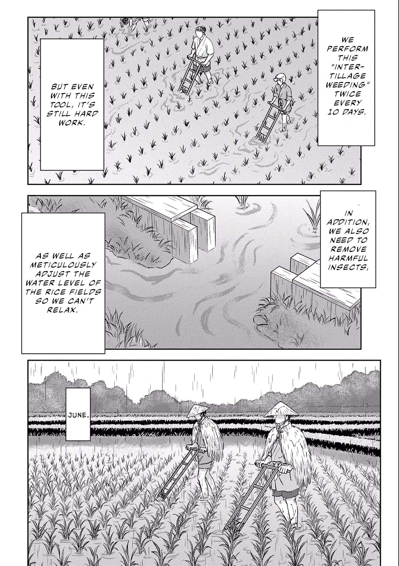 Sengoku Komachi Kurou Tan! Chapter 6: Rice Cultivation